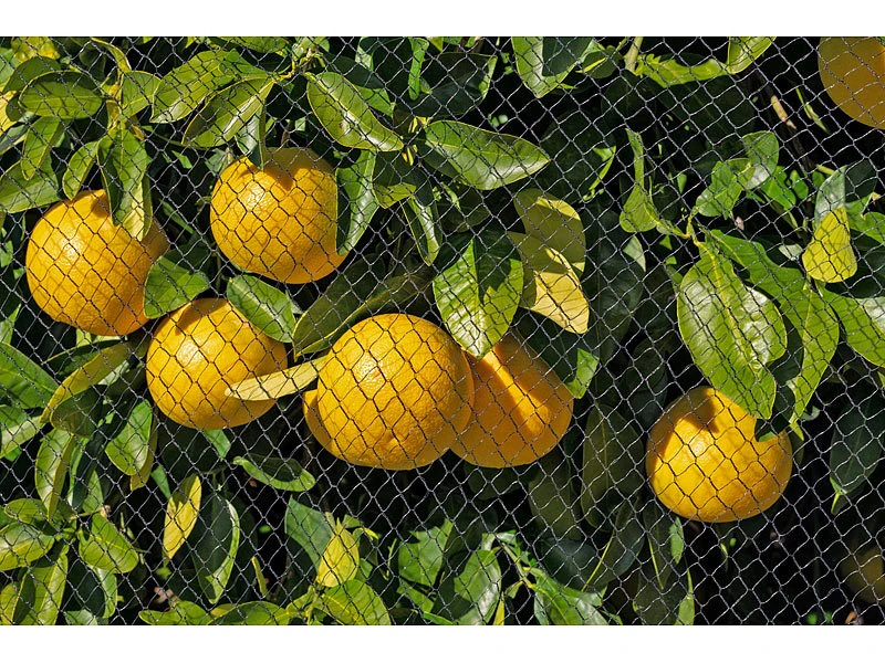Royal Gardineer Vogelnetz:2er-Set Vogelschutznetze Für Obstbäume, 10 X 2 Meter – Bild 9